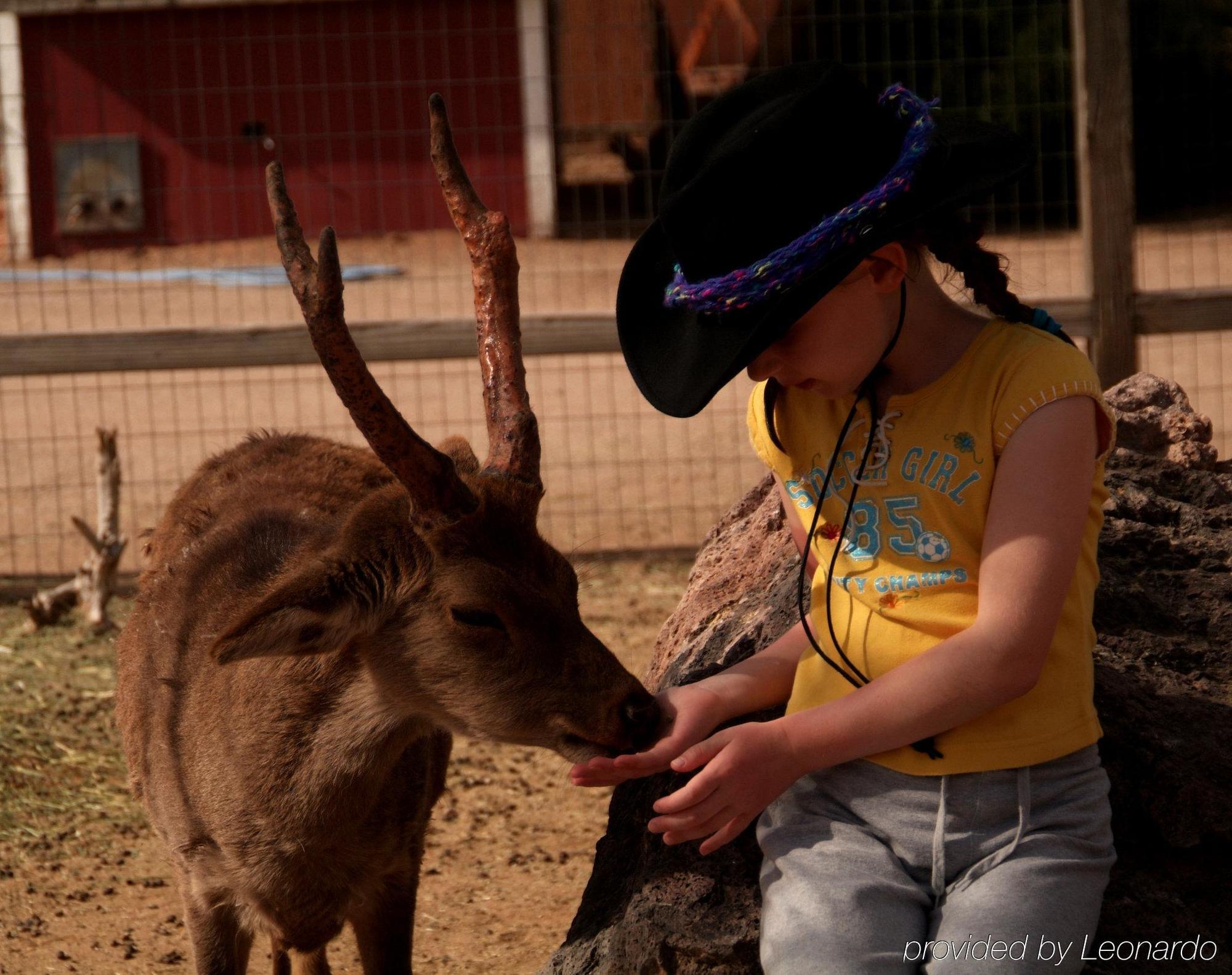 White Stallion Ranch Bed and breakfast